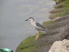 img004.jpeg.small.jpeg