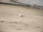 img045.jpeg.small.jpeg
