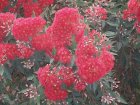 img001.jpeg.small.jpeg