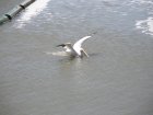 img031.jpeg.small.jpeg