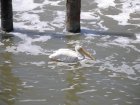 img032.jpeg.small.jpeg