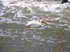 img033.jpeg.small.jpeg