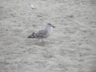 img002.jpeg.small.jpeg