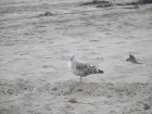 img003.jpeg.small.jpeg