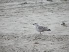 img004.jpeg.small.jpeg