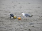 img006.jpeg.small.jpeg