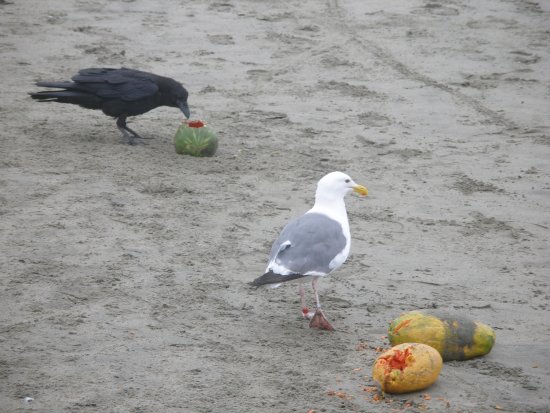 img008.jpeg.medium.jpeg