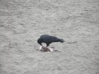 img010.jpeg.small.jpeg