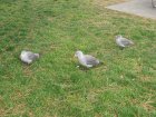 img043.jpeg.small.jpeg