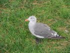 img044.jpeg.small.jpeg