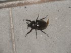 img041.jpeg.small.jpeg