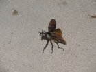 img042.jpeg.small.jpeg