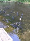 img043.jpeg.small.jpeg