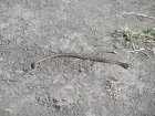 img050.jpeg.small.jpeg