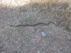 img060.jpeg.small.jpeg