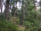 img004.jpeg.small.jpeg
