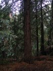 img006.jpeg.small.jpeg