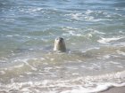 img008.jpeg.small.jpeg