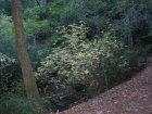 img019.jpeg.small.jpeg