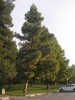 img006.jpeg.small.jpeg