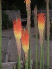 img016.jpeg.small.jpeg