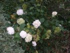 img020.jpeg.small.jpeg