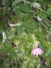 img032.jpeg.small.jpeg