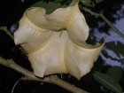 img035.jpeg.small.jpeg