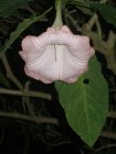 img036.jpeg.small.jpeg