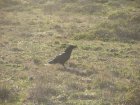 img020.jpeg.small.jpeg