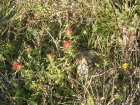 img024.jpeg.small.jpeg
