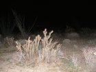 img007.jpeg.small.jpeg